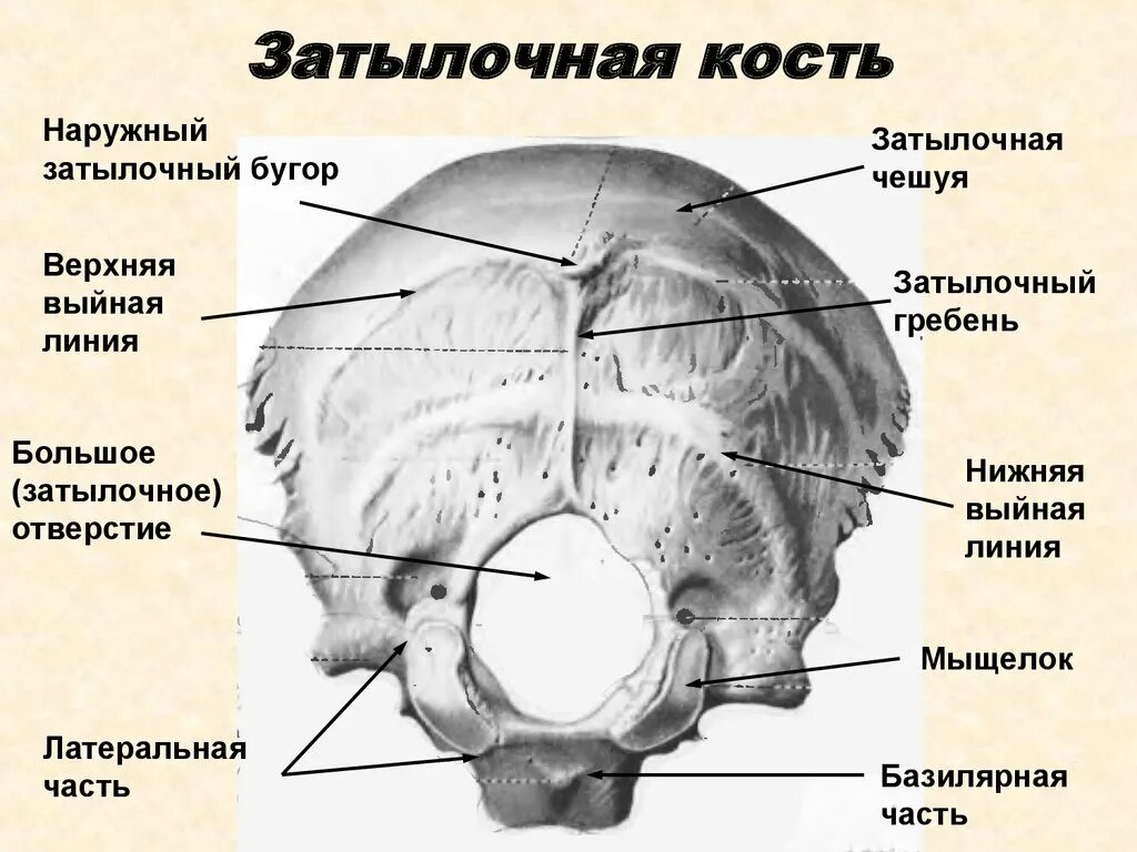 Части затылка. Затылочная кость анатомия расположение на черепе. Затылочная кость анатомия базилярная часть. Строение черепа человека затылочная кость.