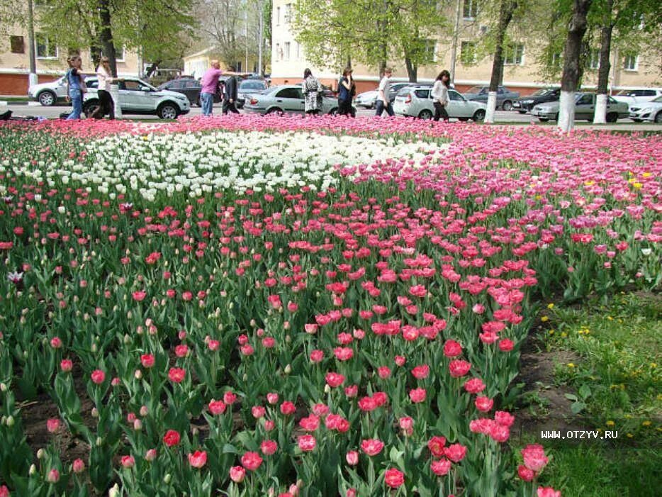 Тюльпаны курганинск. Парк тюльпанов в Белгороде. Аллея тюльпанов в Белгороде. Фестиваль тюльпанов в Белгороде 2023. Белгород тюльпаны.