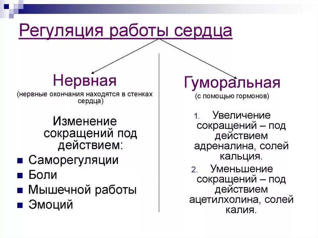 Гуморальная регуляция работы сердца осуществляется. Нервная и гуморальная регуляция деятельности сердца. Регуляция работы сердца. Регуляция работы сердца таблица. Нервная регуляция работы сердца.