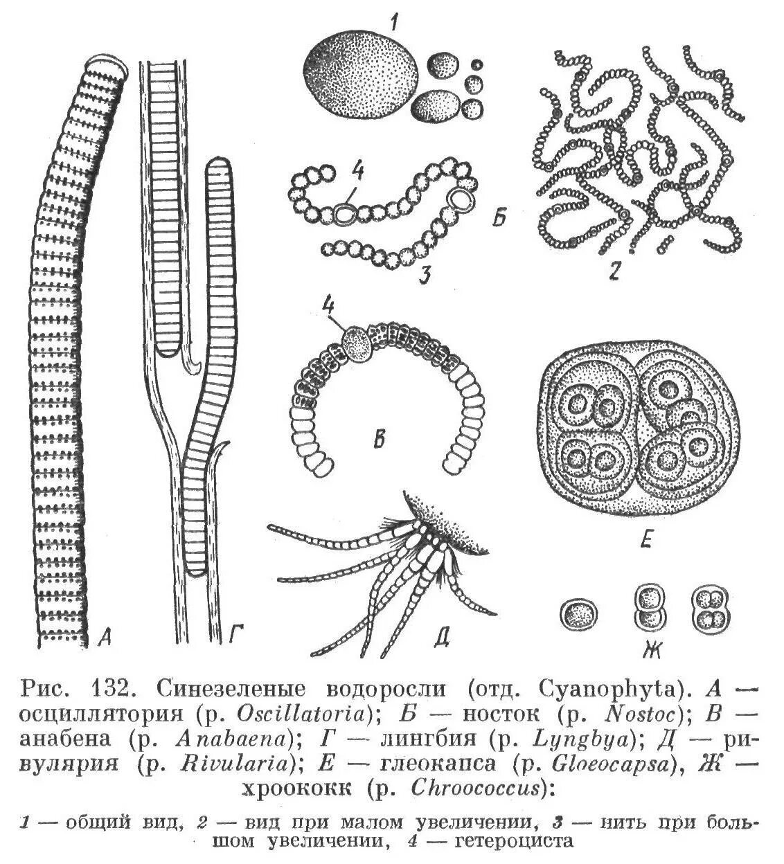 Зеленые водоросли формы. Цианобактерии осциллатория. Цианобактерия лингбия. Синезеленые цианобактерии. Синезеленые водоросли (Cyanophyta).