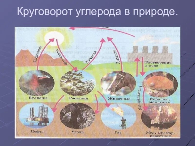 Последовательность этапов углерода. Круговорот углерода в природе. Цикл углерода схема. Круговорот веществ углерода схема. Круговорот углекислого газа.