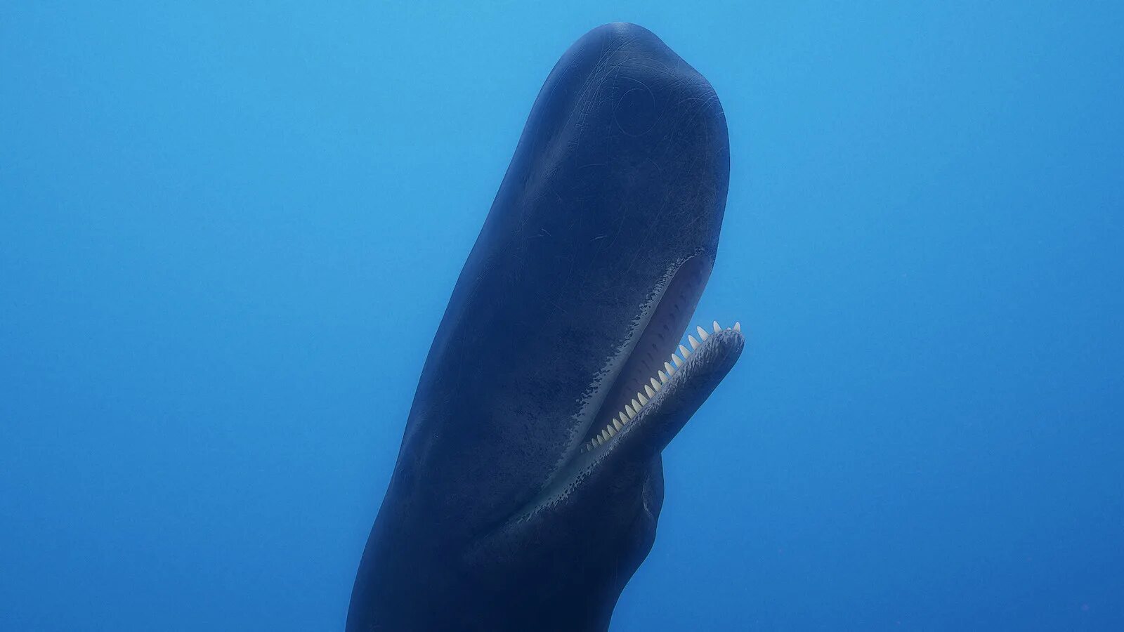 Кашалот это зубатый кит. Китообразные зубатые. Кашалот и Касатка.