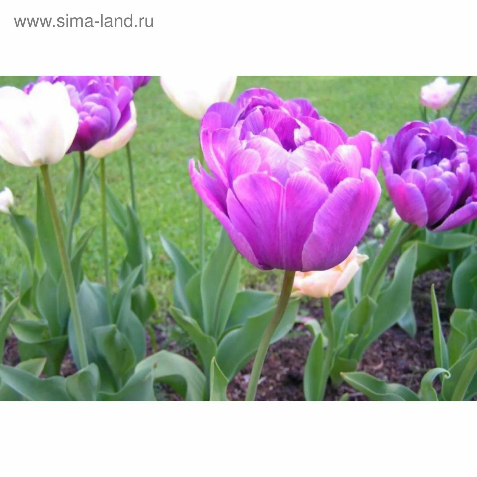 Tulipan Pełny Blue Diamond 5Szt - Ceny i opinie - Ceneo.pl