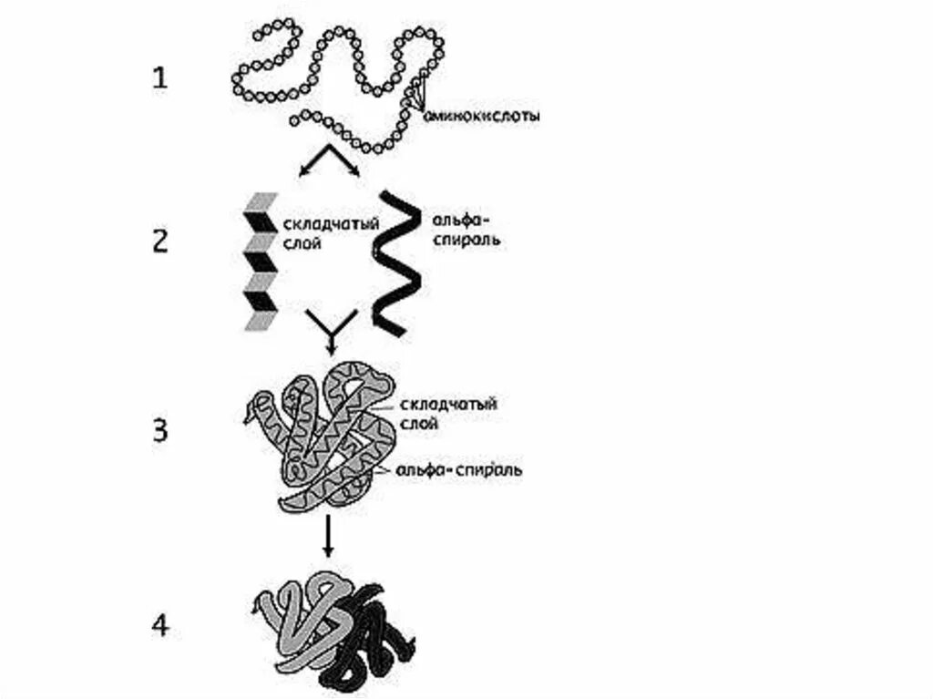 Белок первичная структура вторичная третичная. Уровень организации первичной структуры белка. Третичная структура полипептида. Первичная 2) вторичная 3) третичная структура.