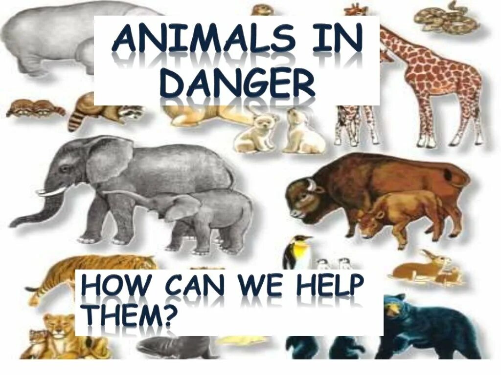 Wildlife in danger. Animals in Danger. Animals are in Danger. Animals in Danger 6 класс. Animals in Danger in Russia.