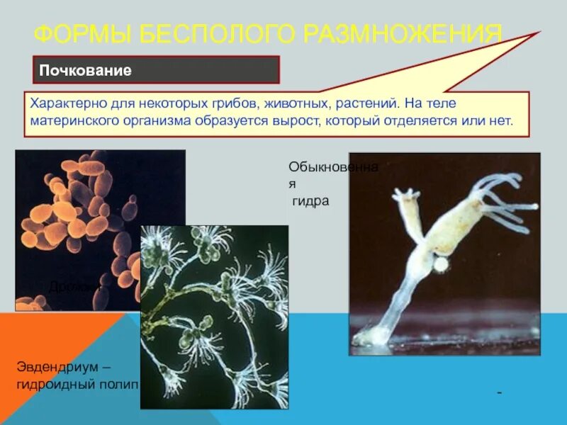 Почкование какой способ размножения. Формы бесполого размножения почкование. перидинелла почкование. почкование бесполое размножение. размножение почкованием у животных.