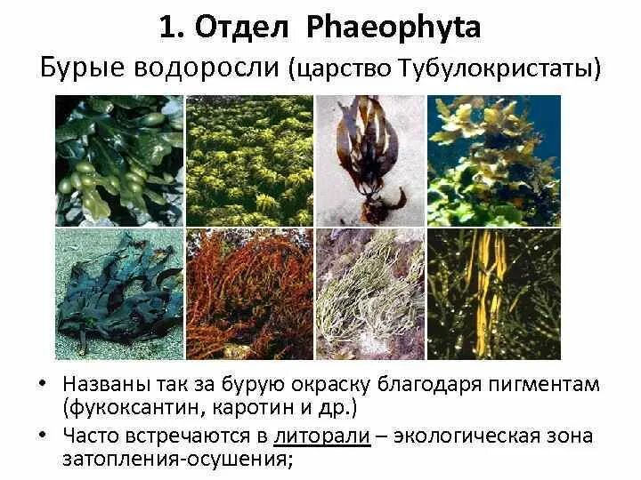 Отдел бурые водоросли – Phaeophyta. Фукоксантин водоросли. Особенности отдела бурые водоросли. Бурые водоросли характеристика.