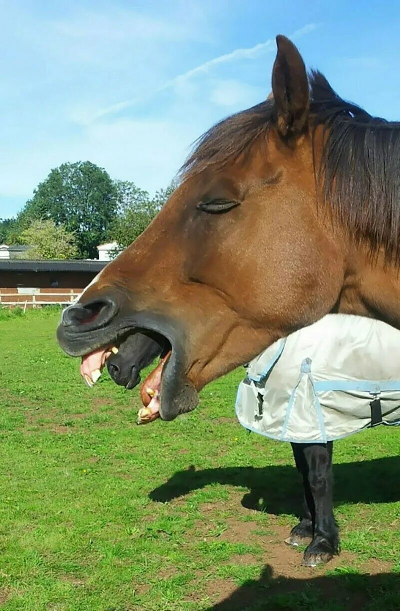 Хочу быть лошадью. Смешная лошадь. Лошадь прикол. Самые смешные лошади.