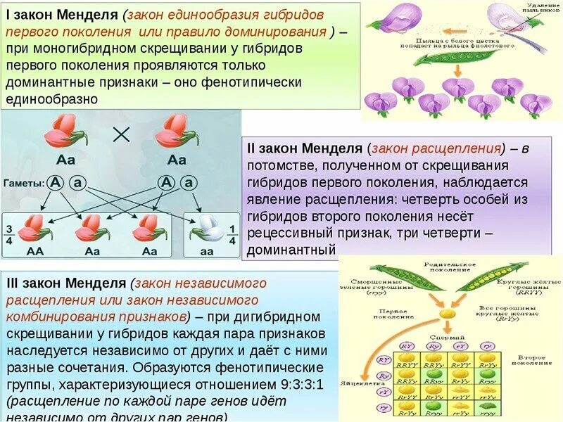 Расщепление 1 2 1 какой закон. Законы наследственности менделя. законы менделя закон расщепления. 2 закон грегора менделя формулировка. закон биология менделя пример.