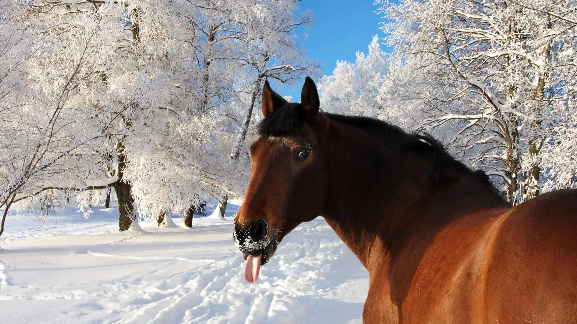 Лошади времен года. Лошади зимой. Лошадь в зимнем лесу. Зимние обои на рабочий стол. Обои лошади.