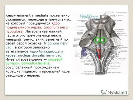 Ромбовидная ямка ядра черепных