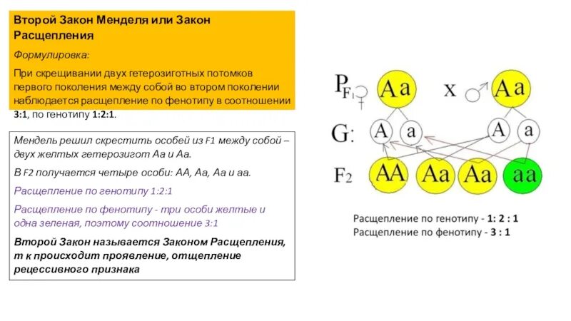 Расщепление по генотипу 2 закон менделя. Расщепление по генотипу в 3 законе. Расщепление по фенотипу 2 закон Менделя. 3 Закон Менделя расщепление по генотипу. При скрещивании двух гетерозиготных.