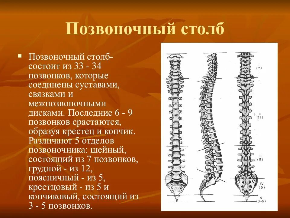 Позвоночный столб. Позвоночный столб состоит. Позвоночник состоит из 33 позвонков. Позвоночник состоит из 33-34 позвонков.