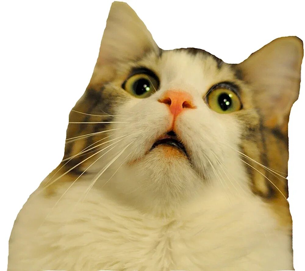Плачущий котик лайк. Кот мем. Белый кот. Cat meme png. Смешной кот фотошоп.