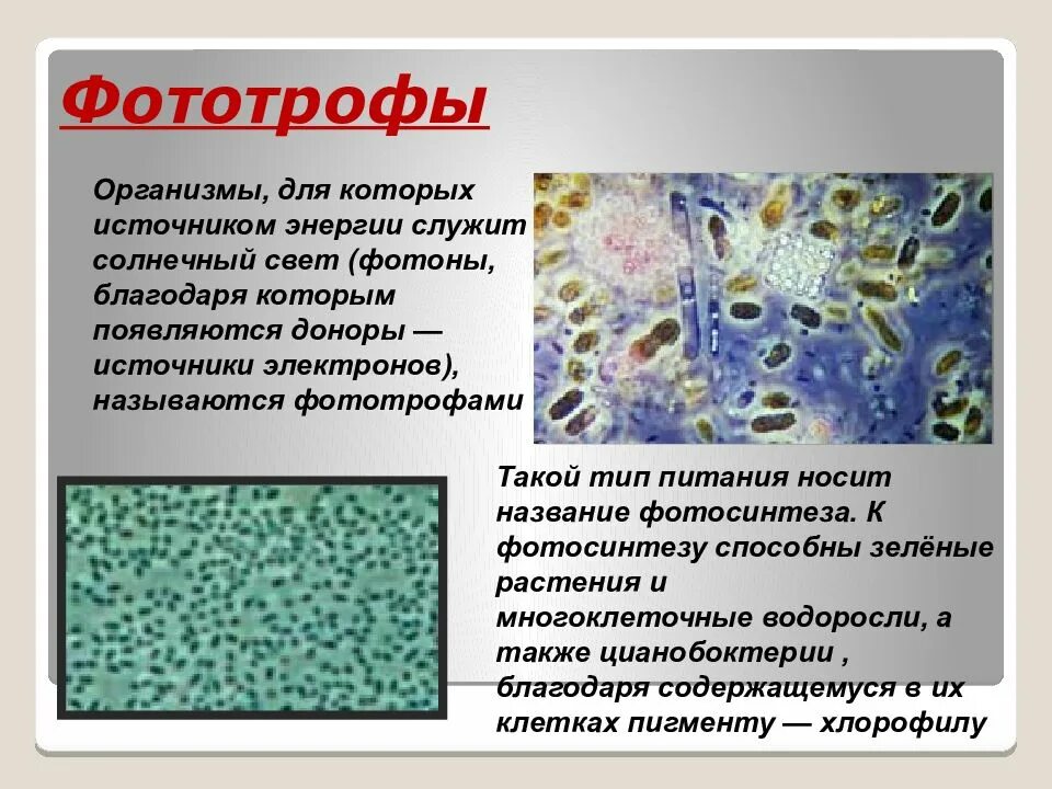 К хемосинтезирующим бактериям относят. Водородные бактерии хемосинтетики. Фототрофы. Бактерии хемосинтетики примеры. Фототрофы микробиология.