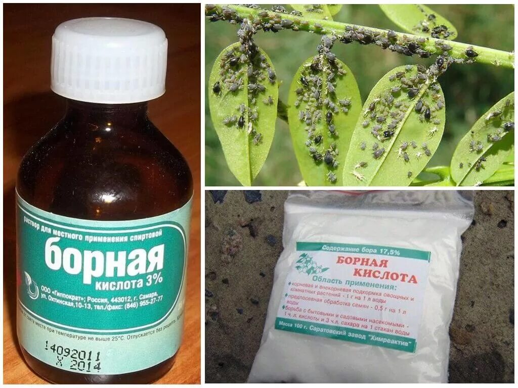 Подкормка помидор и огурцов борной кислотой. Борная кислота. борная кислота для растений. борный раствор для опрыскивания. жидкий раствор борной кислоты для томатов.