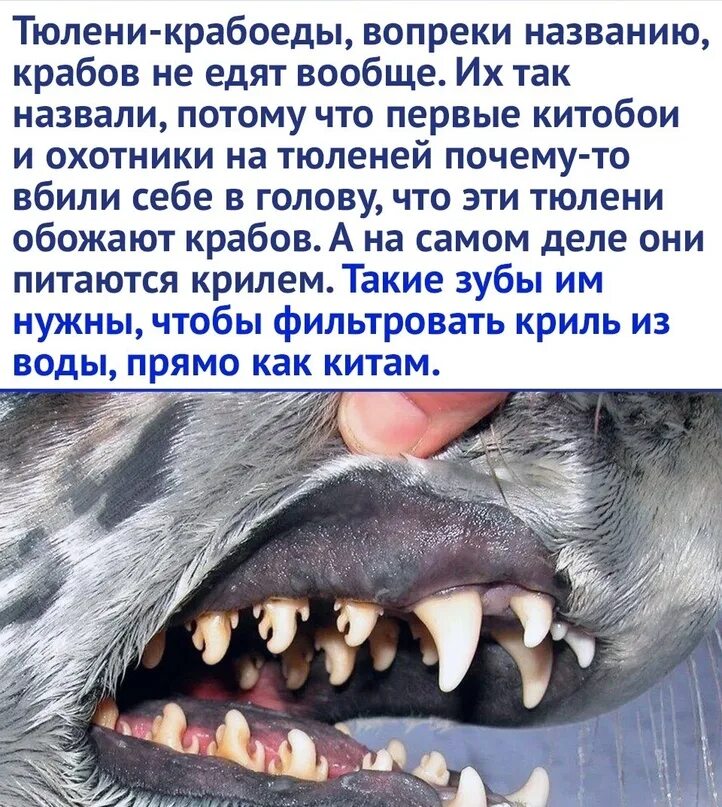 Зубы тюленя крабоеда. Челюсть тюленя-крабоеда.