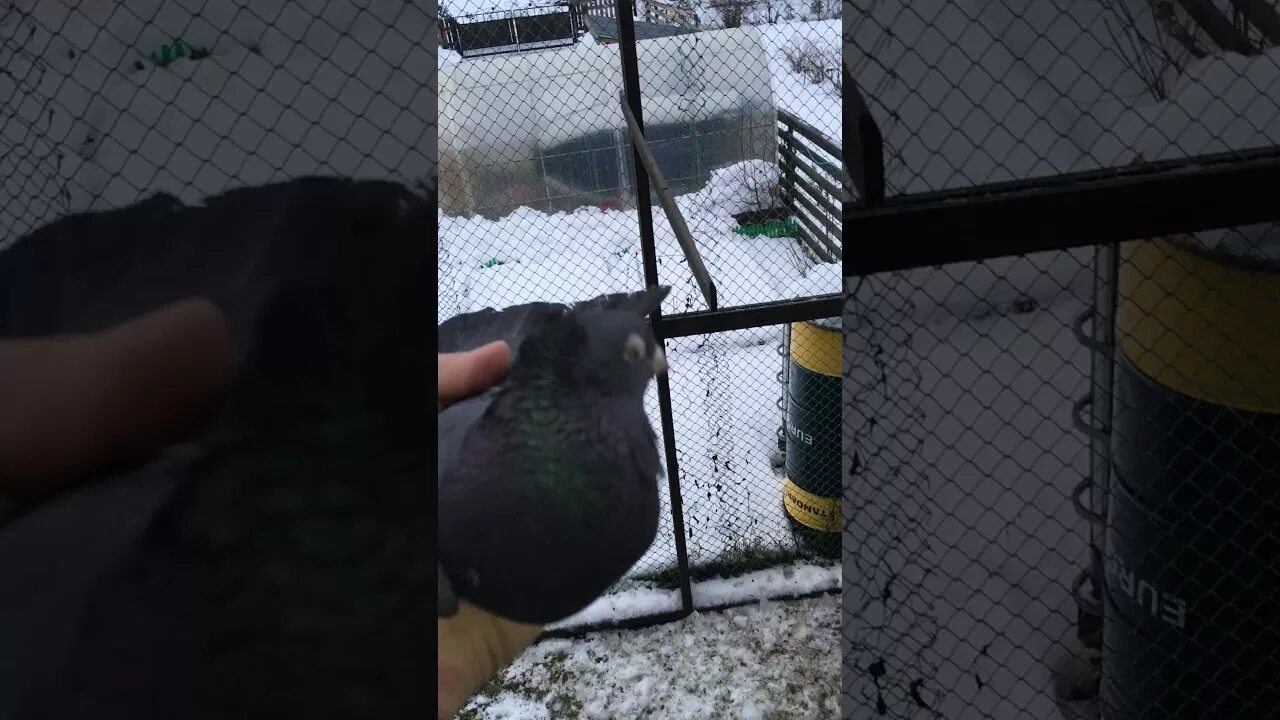 Голубятня в орехове. Голубятни орехово зуево. голубятня в орехово 1ч. голубятня в орехове отрывок. голуби в орехово зуево.