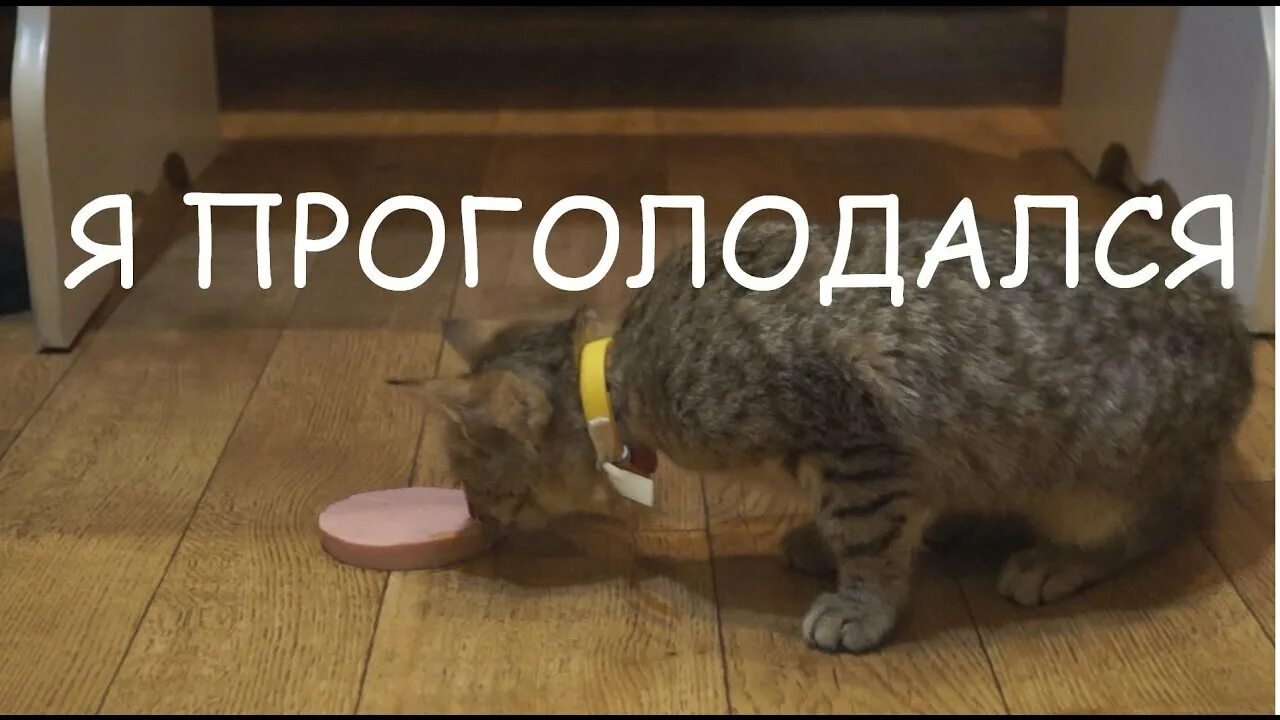 Проголодался наверное. Я проголодался. а я замерз или проголодался. как проголодаться. мама я замерз или проголодался.