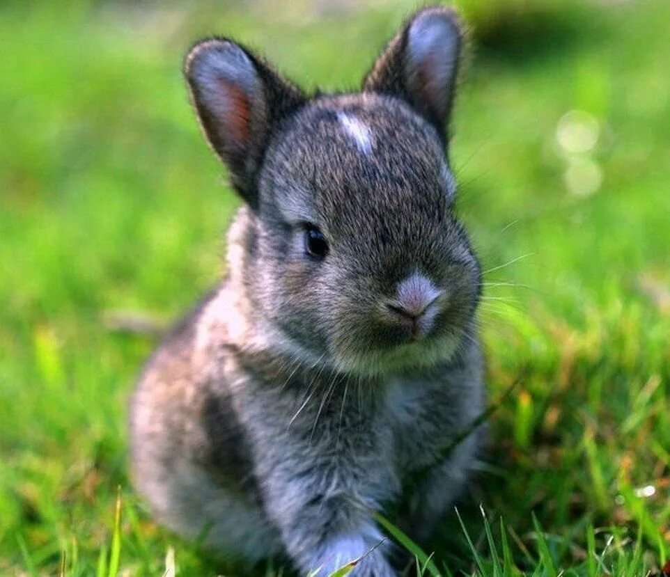 Айдахский кролик. Айдахский кролик, кролик-Пигмей. Айдахский кролик Пигмей. Милые зайчики. Маленький серый кролик