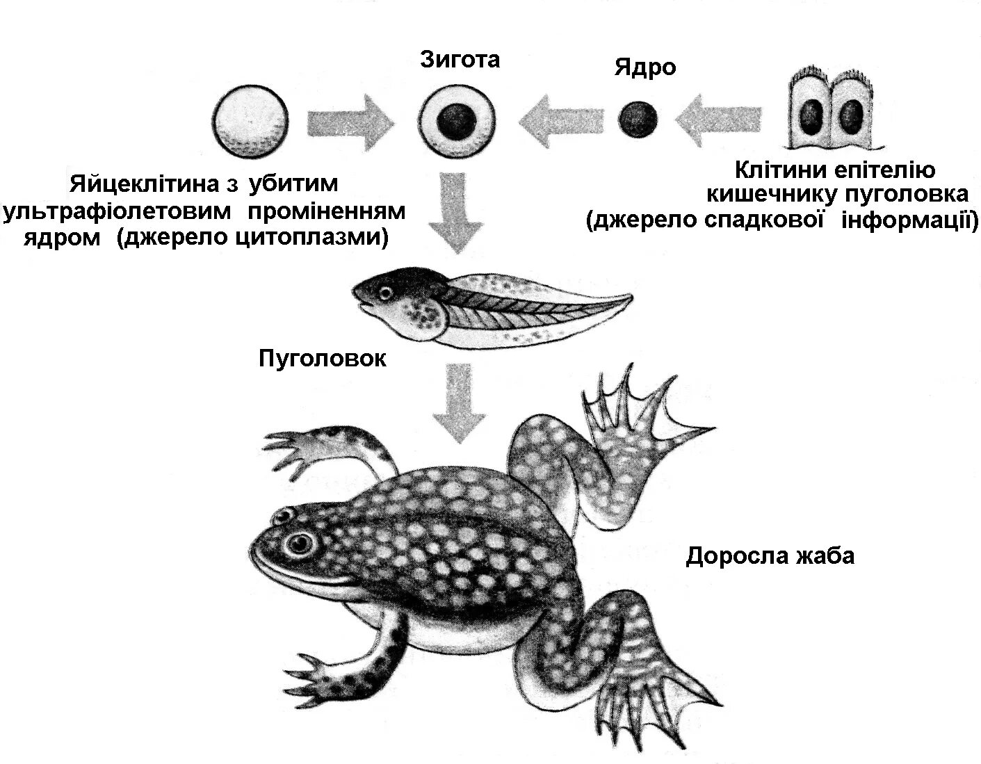 Размножается партеногенетически. Партеногенез схема размножения. Партеногенез и гиногенез. Партеногенез у лягушки. Партеногенез Тип размножения.