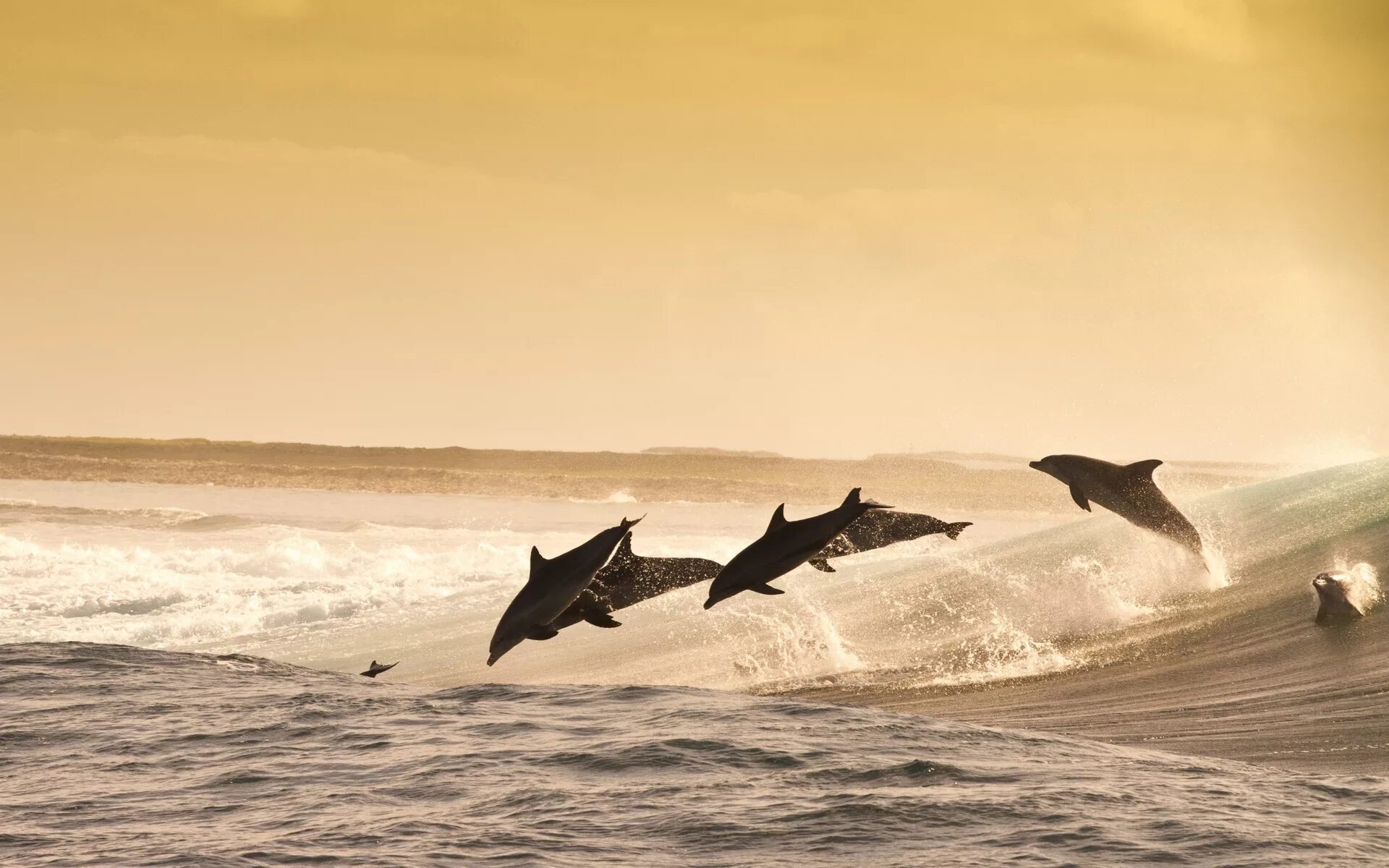 Слушать океан дельфин. Дельфины в море. Стая дельфинов. Стая дельфинов в море. Дельфины в море в далеке.