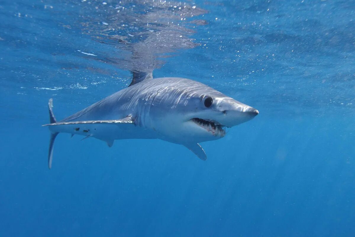В каком океане акулы встречаются только летом. Акула мако. Короткохвостая акула мако. Акула мако в Египте. Серо голубая акула мако.