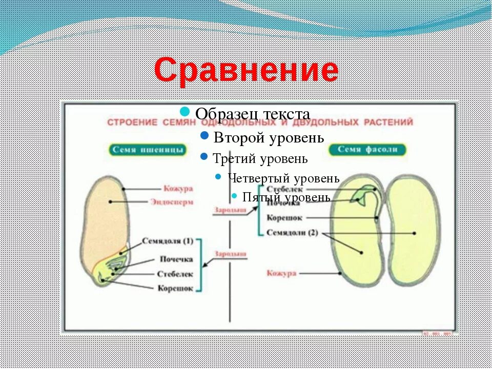 Строение семян тест. Строение семени тыквы. Семя тыквы строение схема. Строение семени. Строение семян однодольных и двудольных растений.