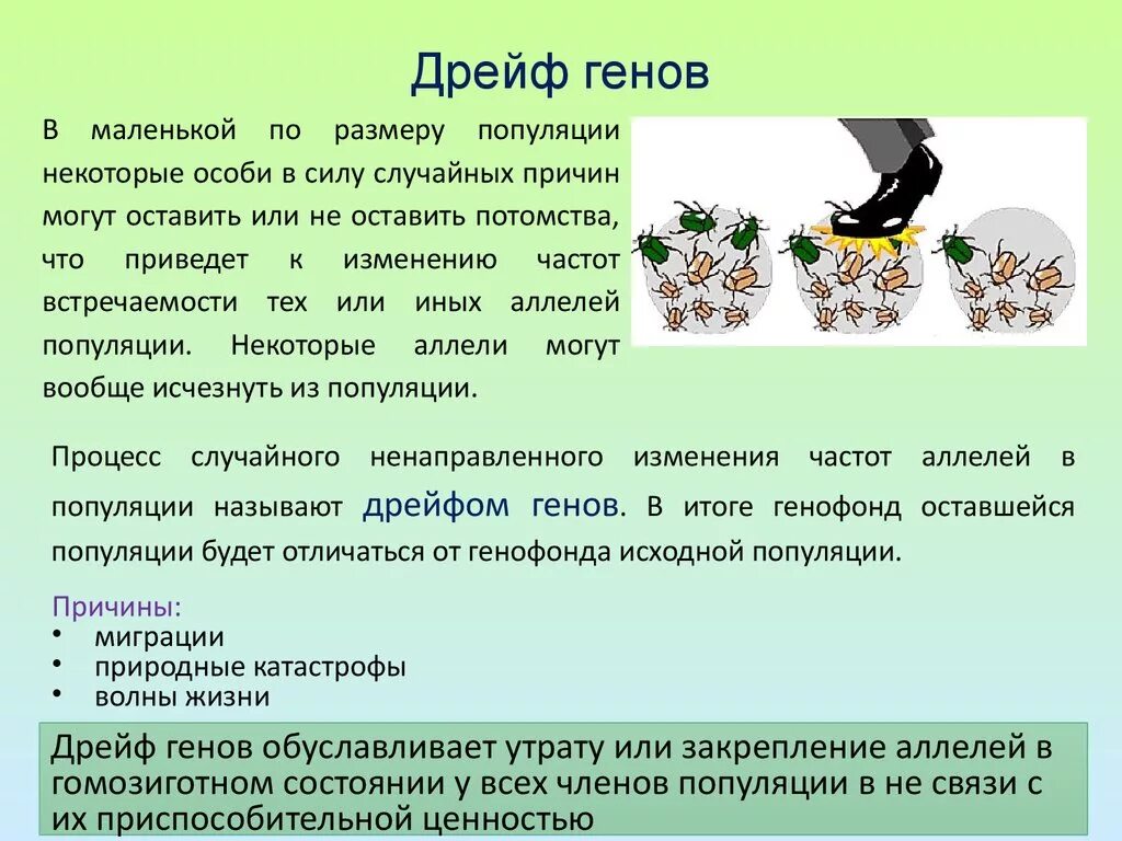 Какую роль играют гены. Примеры дрейфа генов в биологии. Дрейф генов. Дрейф генов примеры. Дрейф генов фактор эволюции.