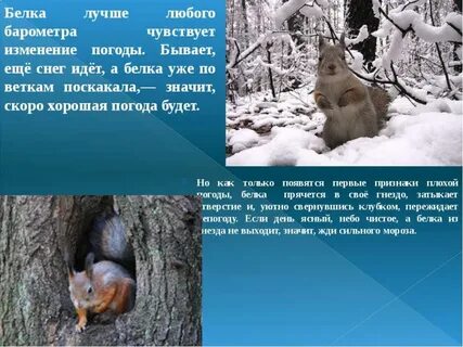 Сообщение о жизни животных зимой