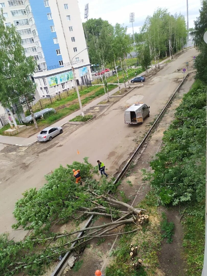 Рябину срубил по пьянке на дрова. Сыктывкар вырубка деревьев. Куратова 50 Сыктывкар. Новый парк в Сыктывкаре. Фото дороги на улице Куратова Сыктывкар.