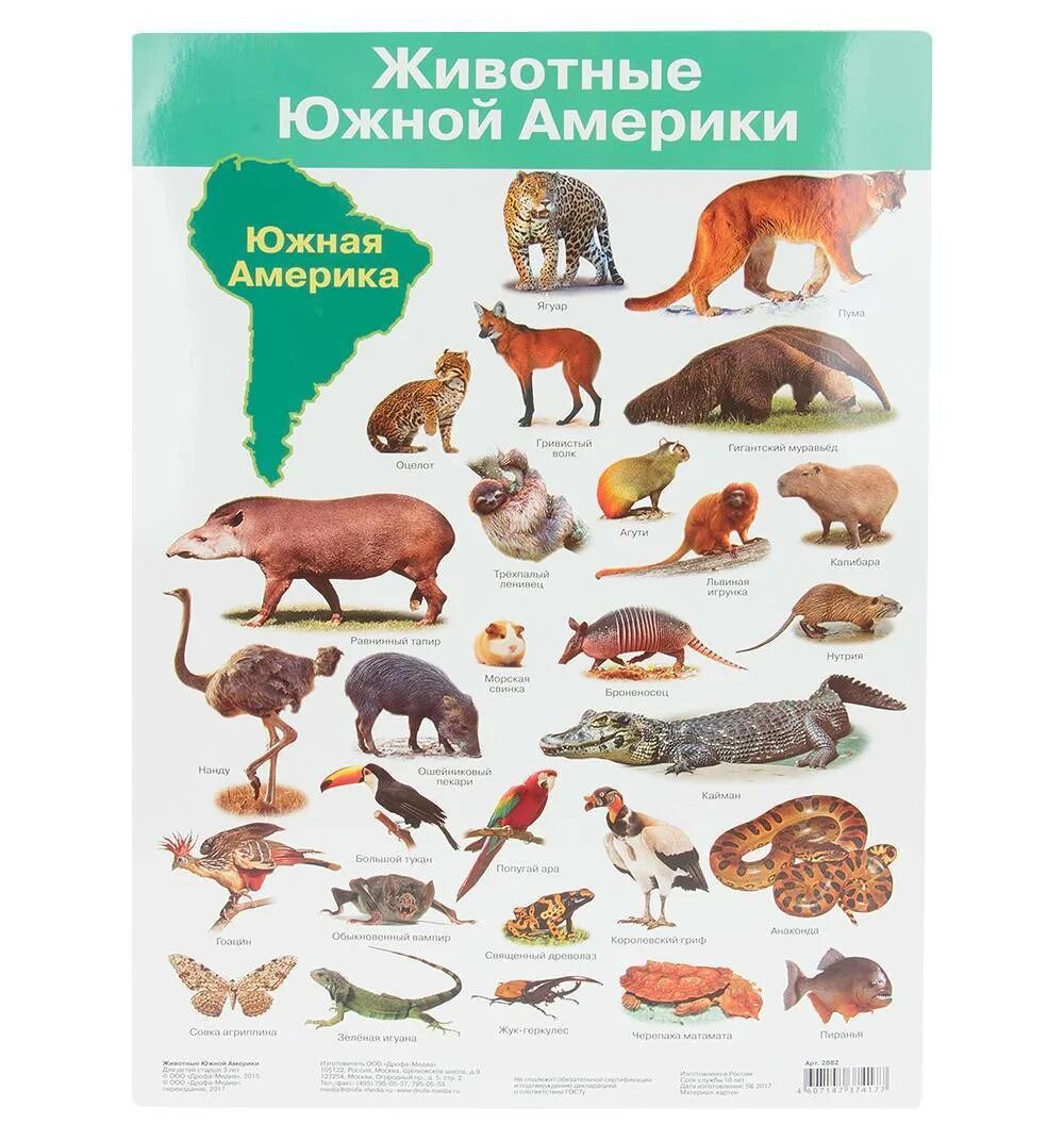 Какие животные встречаются в северной америке. Живо тныеюжнойамерикки. Животныеюжноц Америки. Животные южноной Америки. Животные сеаерноцамерикиь.