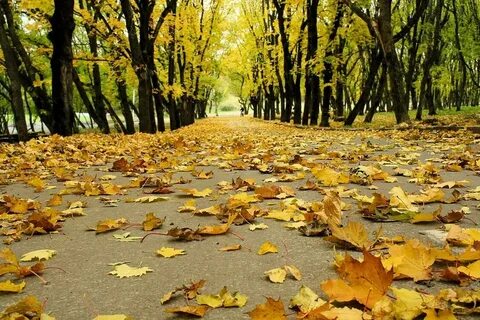 Мы шли по усыпанной аллее опавшими листьями