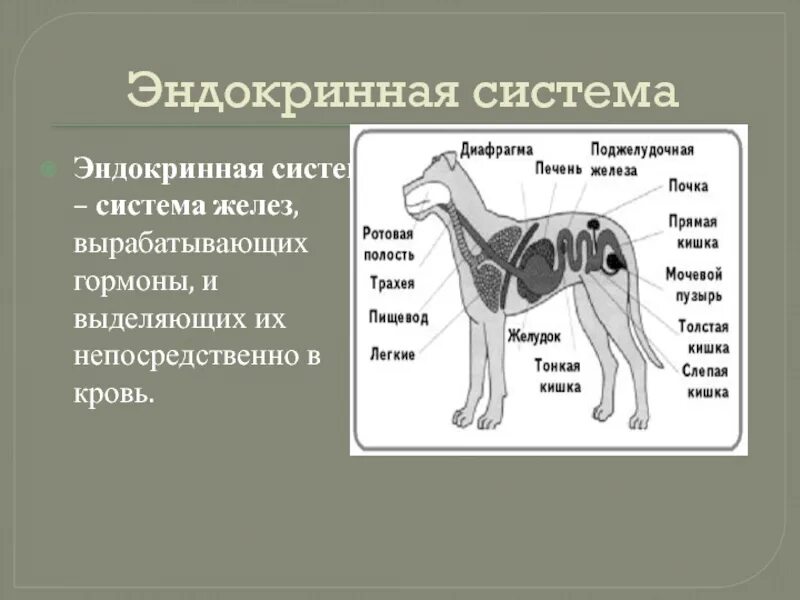 Характеристика опорно двигательной системы млекопитающих. Органы эндокринной системы животных. Эндокринная система собаки. Железы внутренней секреции животных. Органы эндокринной системы млекопитающих.