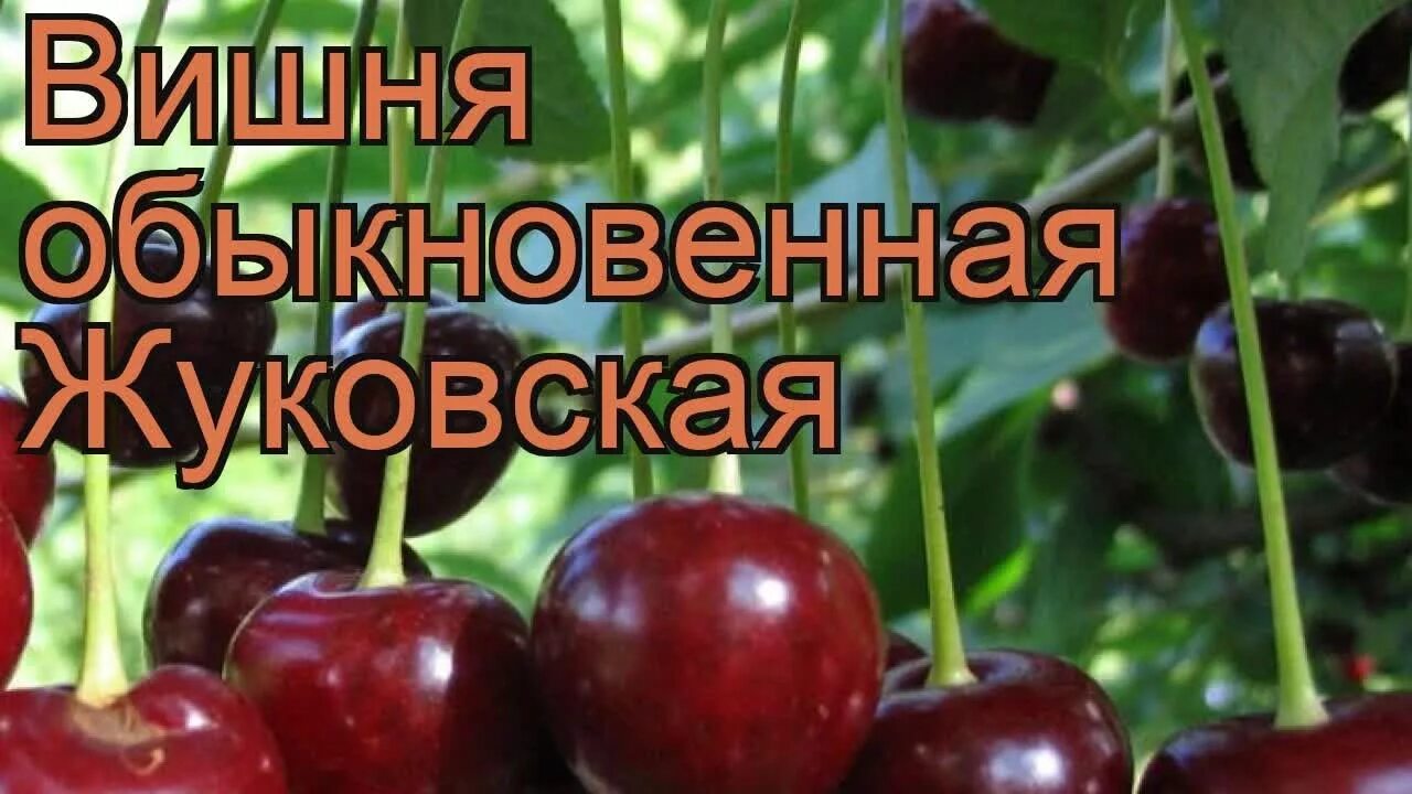 Вишня сорт жуковская опылители. Вишня сорт жуковская. вишня обыкновенная жуковская. саженцы вишни владимирская. сорт вишни владимирская.