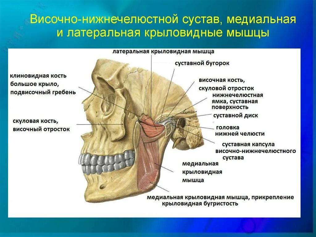 Соединение нижнечелюстной и височной кости. Верхнечелюстной сустав ВНЧС. Височно-нижнечелюстной сустав анатомия. Синовиальная мембрана височно нижнечелюстного сустава. Связочный аппарат височно-нижнечелюстного сустава.