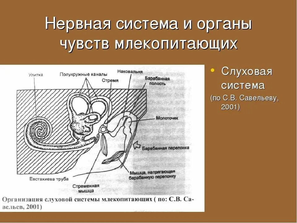 Нервная система и органы чувств млекопитающих. Органы чувств млекопитающих. Органы чувств млекопитающих кратко. Органы чувсивнервная система млекопитающих.