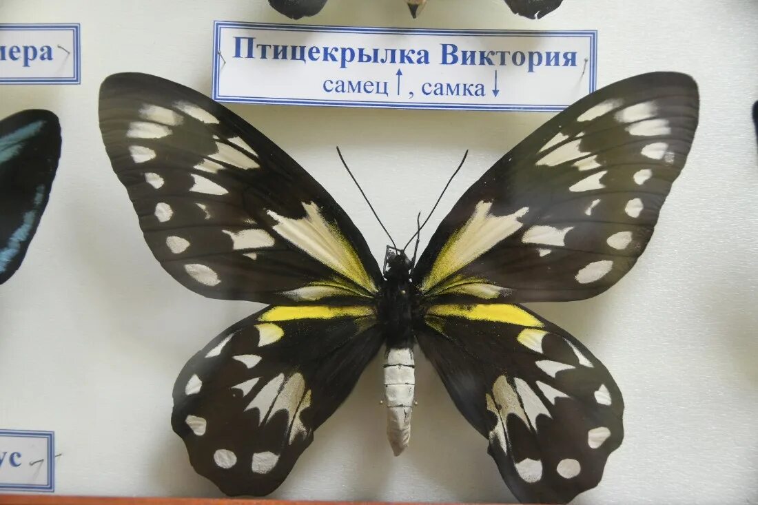 выставка бабочек чебоксары. выставка бабочек барнаул 2023 арена. золотая птицекрылка куколка. бабочки выставка орехово-зуево. выставка пауков 2022.