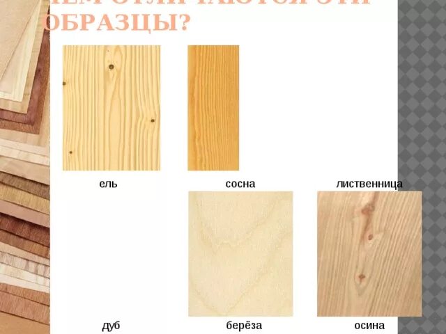 Осина древесина. Сосна или береза что лучше. Порода древесины сосна. Цвет различных пород дерева. Структура пород дерева.