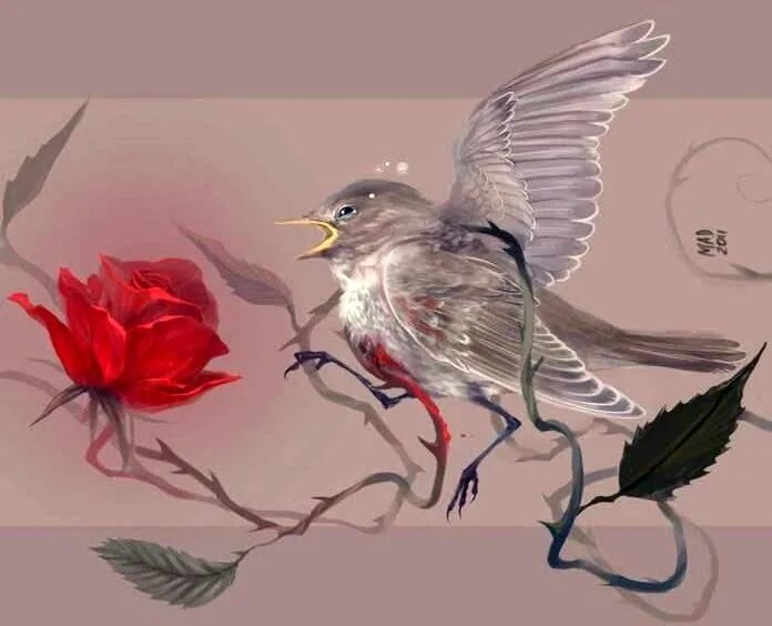 Птица поющая в терновнике. Птичка в терновнике. Легенда о терновнике. Поющие в терновнике птица. Поющие в терновнике птица.