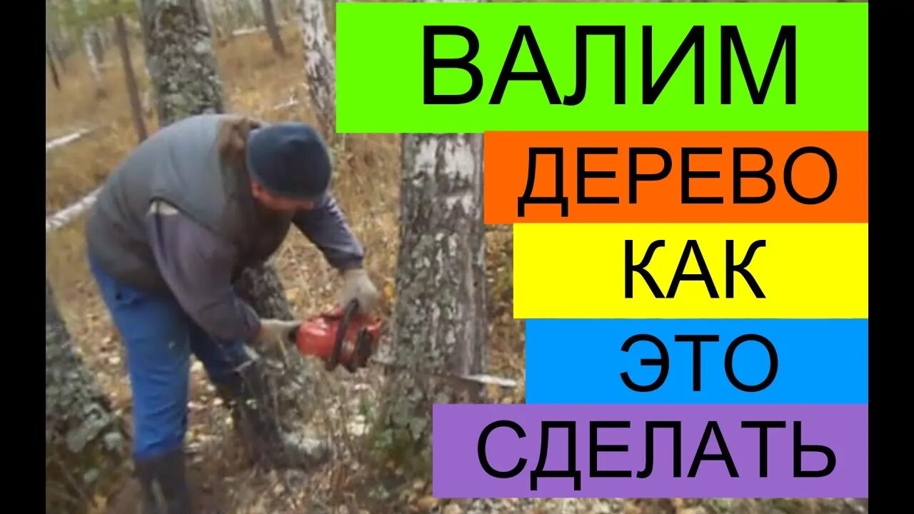 Как завалить дерево в нужную. Валить деревья. как валить дерево. как правильно валить деревья бензопилой. правильная валка дерева бензопилой.
