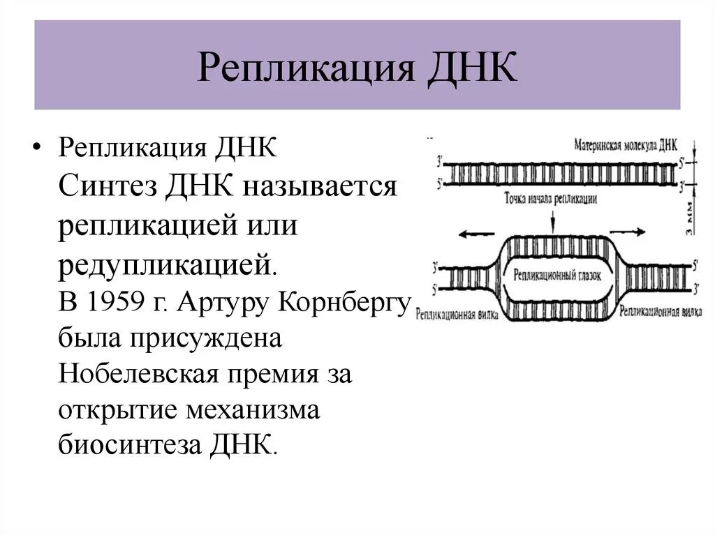 Биосинтез ДНК .механизм репликации. Биосинтез ДНК (репликация). Принципы репликации.. Челночный Синтез ДНК. Принципы и этапы репликации ДНК. 3 этапа репликации