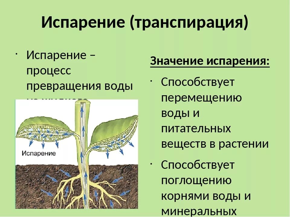 Впр по биологии 6 класс фотосинтез. Кутикулярная транспирация. Биология расстения фотосинтез т. Дыхание и транспирация растений 6 класс. Осмотическое давление и транспирация.