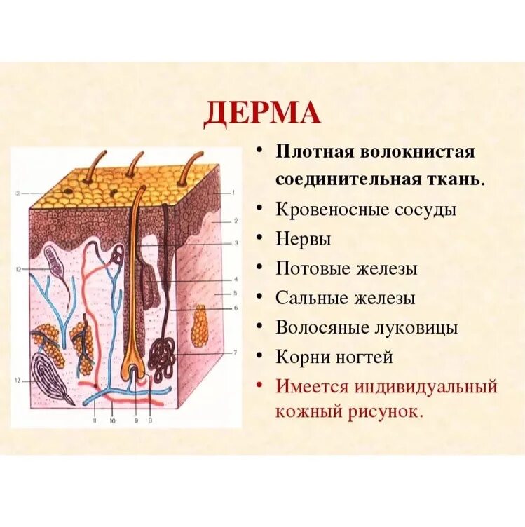 Пронизан кровеносными капиллярами. Кожа человека дерма сальная железа эпидермис. Строение кожи надкожица дерма. Дерма собственно кожа строение и функции. Эпидермис 2) дерма 3) гиподерма.