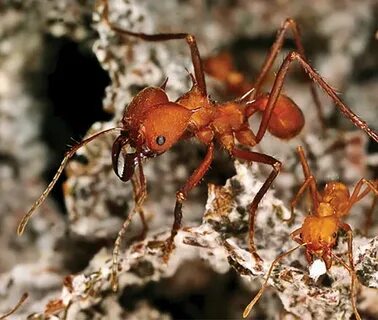 Ant farming