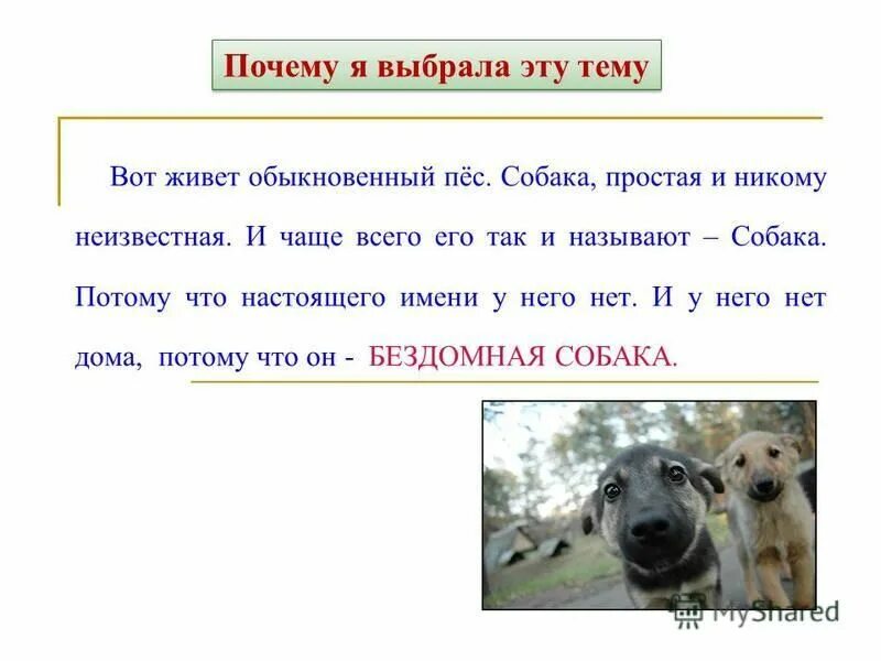 почему собаки живут меньше людей