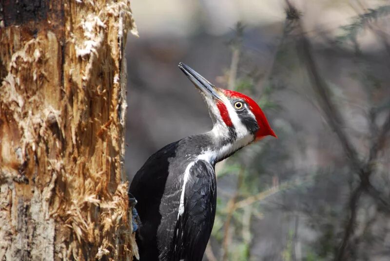 Woodpecker. Желна самец и самка. Дятел. Большой красноголовый дятел. Woodpeckers.