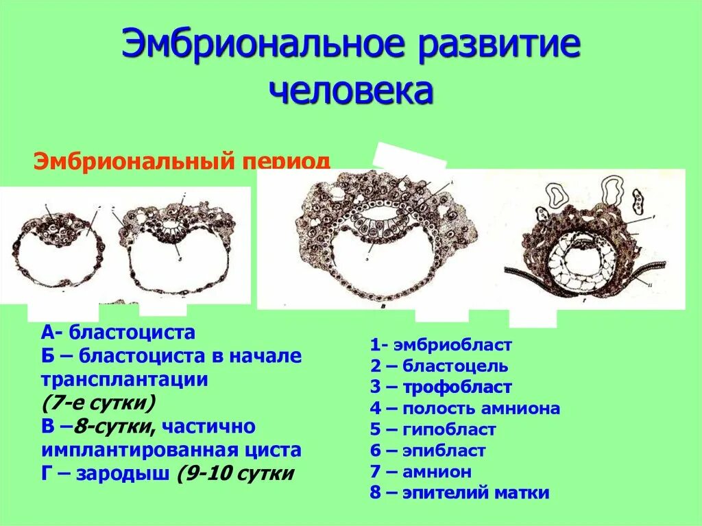 Трофобласт бластоцисты принимает участие в формировании. Эмбриональное развитие человека. трофобласт развивается из. трофобласт у зародыша человека. из чего формируется трофобласт.
