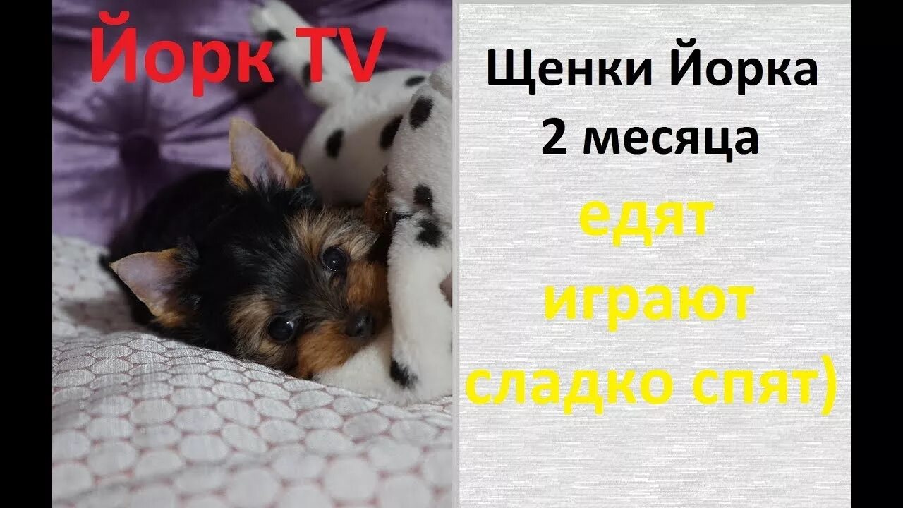 Как кормить щенков йоркширского. Щенок йорка 2 месяца. питание йорков в 2 месяца. чем кормить щенка йоркширского терьера в 2 месяца. кормление щенка йорка в 2 месяца.