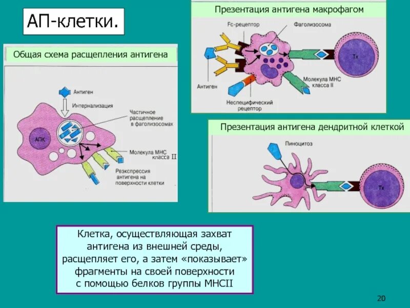 Макрофаги и дендритные клетки. Презентация антигена. Презентация антигена макрофагами. Презентация макрофвгмии антигена. Антигены макрофагов